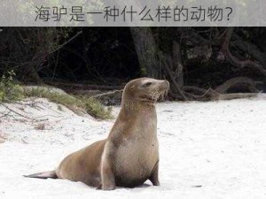 海驴是一种什么样的动物？