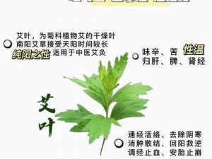 艾说天下，探寻天下艾草奥秘