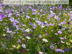 为什么野花社区日本在线观看免费观看如此受欢迎？