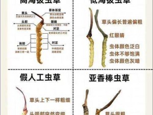 关于千年虫草的探索：千年虫草图鉴与高收益刷图攻略