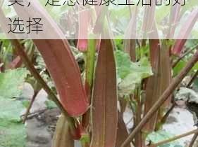 新鲜采摘的草莓、榴莲、向日葵、秋葵、绿巨人，营养丰富，口感鲜美，是您健康生活的好选择