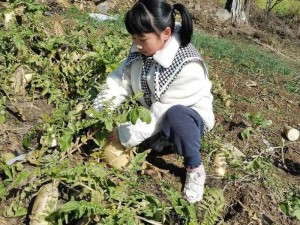 12岁拔萝卜一边疼一边叫—12 岁的孩子在拔萝卜时为何会一边疼一边叫呢？背后隐藏着怎样的故事？