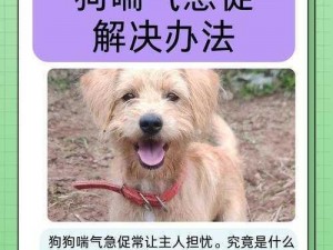 和狗狗卡了一晚上，它呼吸困难我束手无策怎么办？