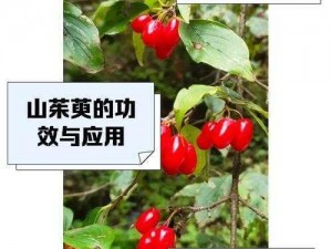 射雕手游山茱萸获取方法大揭秘