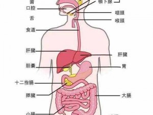 人体消化道中最长的器官究竟为何？