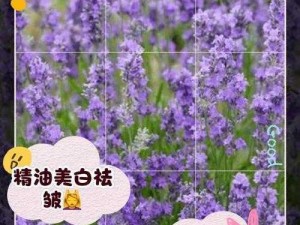 薰衣草研究所官网入口地址——探索薰衣草的奥秘