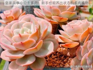 皇家共享小公主多肉：新手也能养出状态的多肉植物