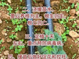 红番茄视频成年：提供精彩的视频内容，满足用户多样需求