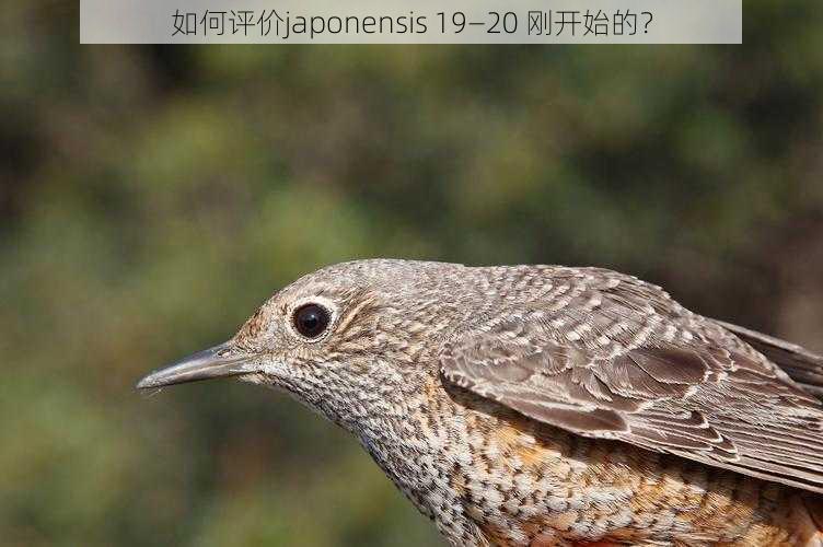 如何评价japonensis 19—20 刚开始的？