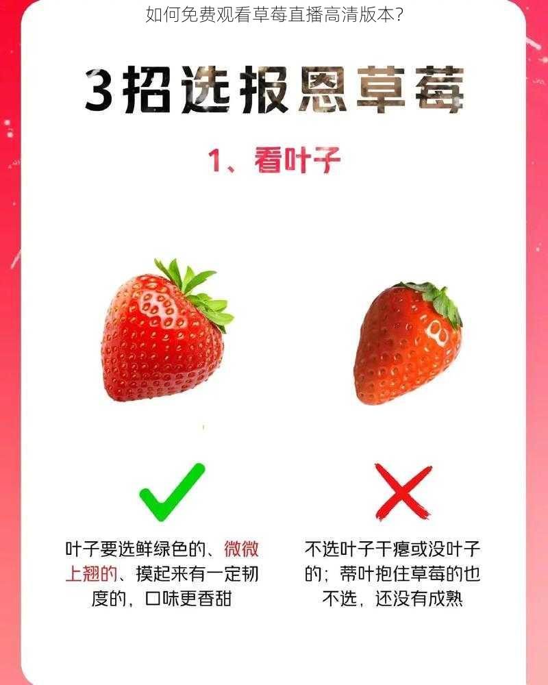 如何免费观看草莓直播高清版本？