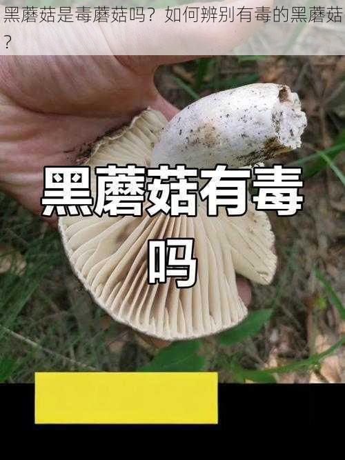 黑蘑菇是毒蘑菇吗？如何辨别有毒的黑蘑菇？