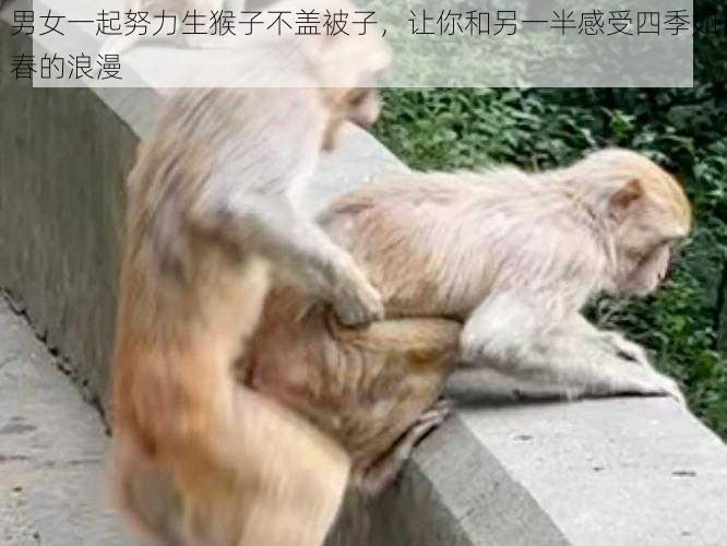 男女一起努力生猴子不盖被子，让你和另一半感受四季如春的浪漫