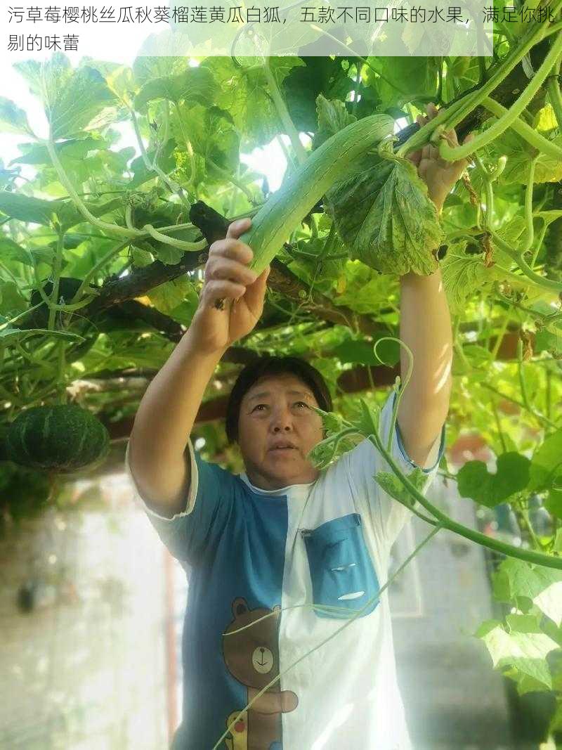 污草莓樱桃丝瓜秋葵榴莲黄瓜白狐，五款不同口味的水果，满足你挑剔的味蕾