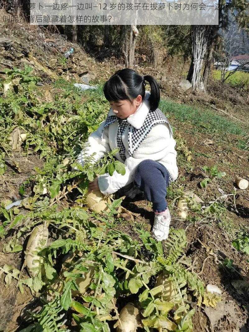 12岁拔萝卜一边疼一边叫—12 岁的孩子在拔萝卜时为何会一边疼一边叫呢？背后隐藏着怎样的故事？