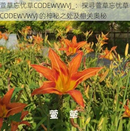 萱草忘忧草CODEWVWVJ_：探寻萱草忘忧草 CODEWVWVJ 的神秘之处及相关奥秘