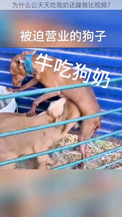 为什么公天天吃我奶还躁我比视频？