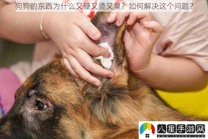 狗狗的东西为什么又硬又烫又臭？如何解决这个问题？