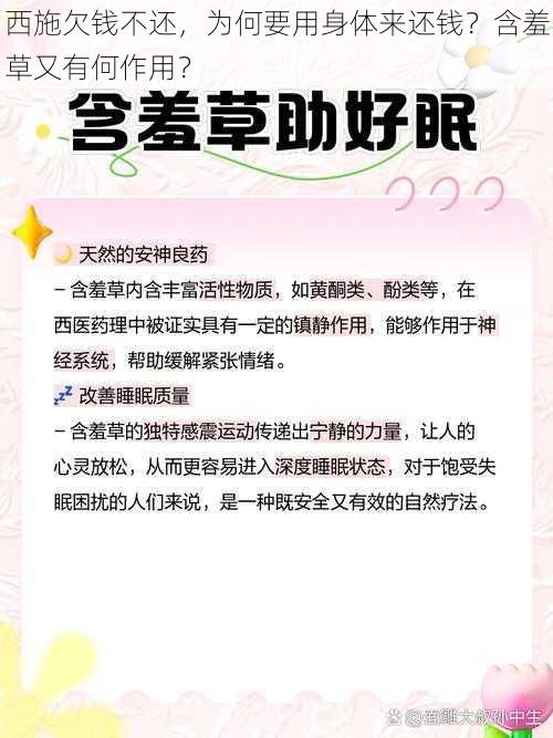 西施欠钱不还，为何要用身体来还钱？含羞草又有何作用？