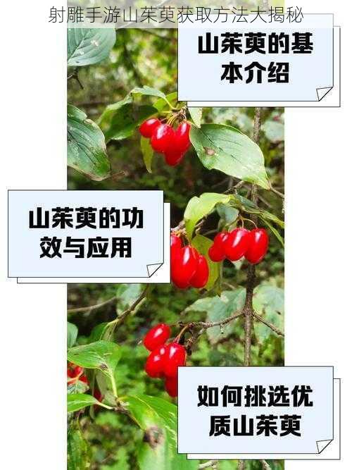 射雕手游山茱萸获取方法大揭秘