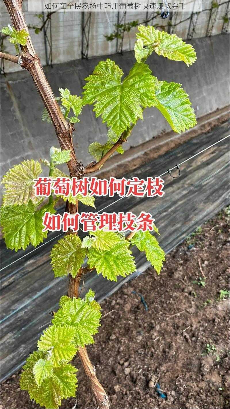 如何在全民农场中巧用葡萄树快速赚取金币